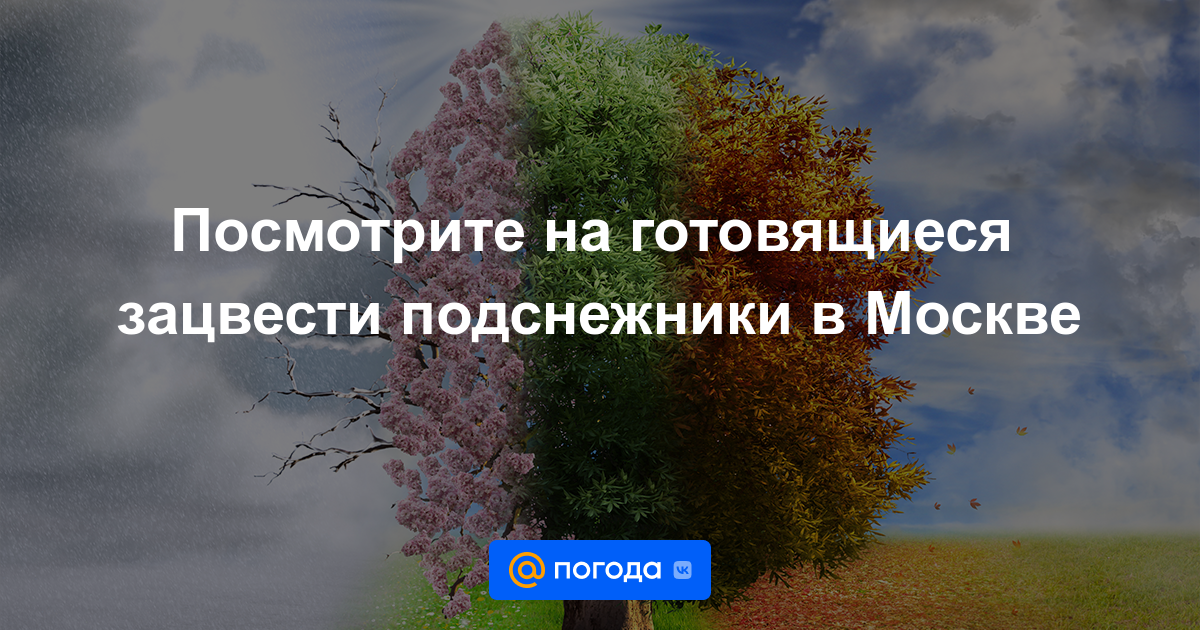 Посмотрите на подснежники, которые вот-вот расцветут в Москве.